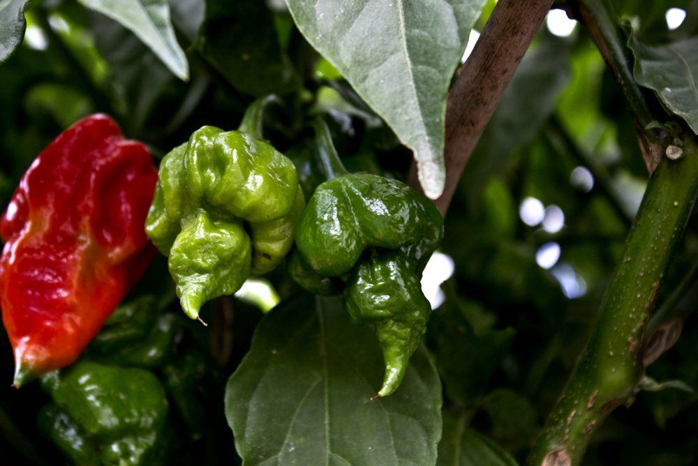 Peperoncino Trinidad Scorpion Verde